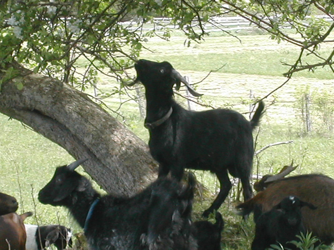 Spanish Goat - A & B Ranch